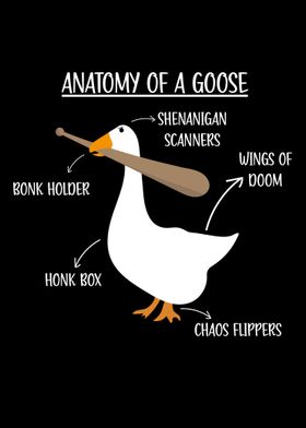 Goose Anatomy Illustration