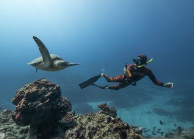 Sea Turtle Encounter