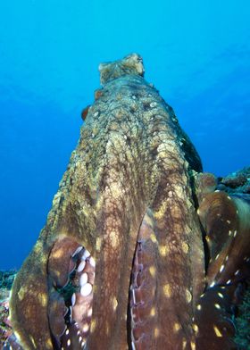 Octopus Underwater