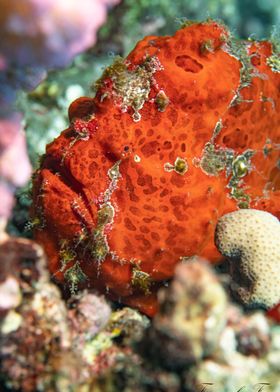 Orange Frogfish in Coral Reef