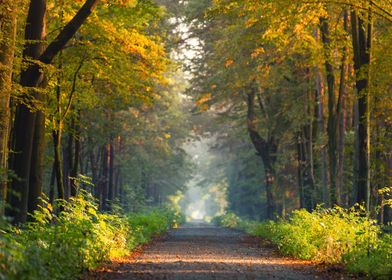 Forest Path in Autumn