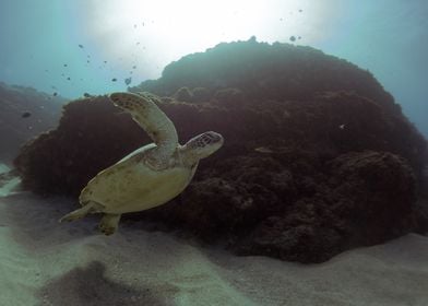 Sea Turtle Underwater