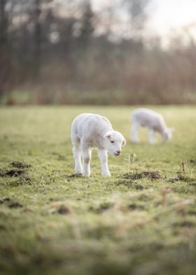 Lambs in a Field