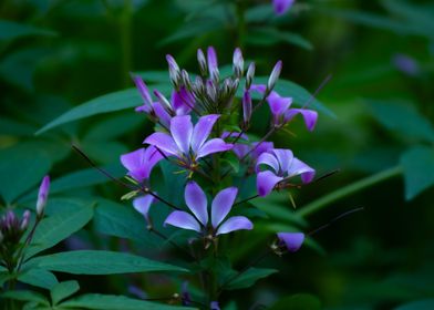 Purple Flowers in Green Foliage