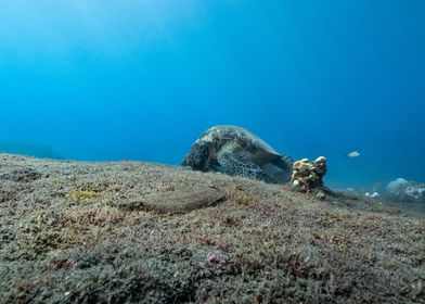 Sea Turtle on Ocean Floor