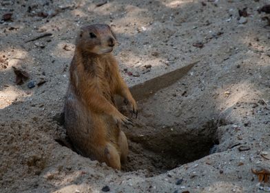 Prairie Dog in Burrow