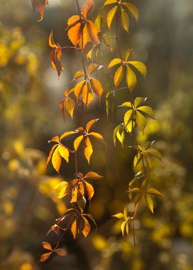 Autumn Vine Leaves