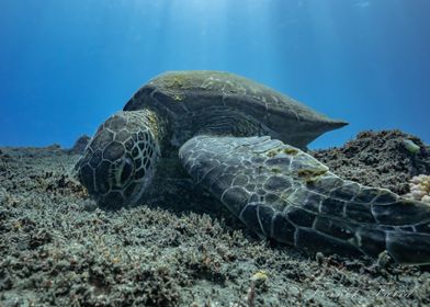 Sea Turtle Underwater