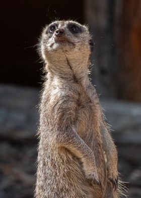 Meerkat Standing Tall