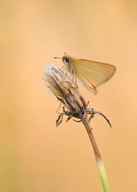 Butterfly on a Stem