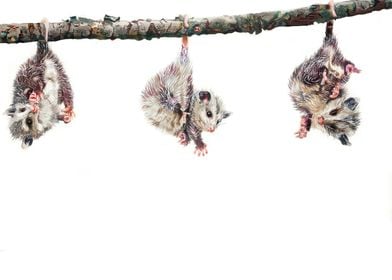 Three Opossums Hanging