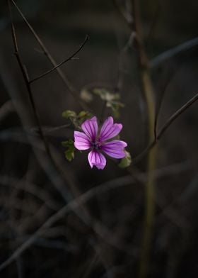 Pink Flower in Nature