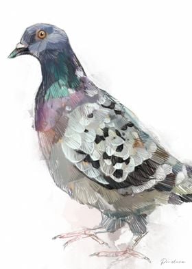 Pigeon Watercolor Illustration