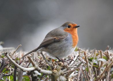 Robin on a Branch