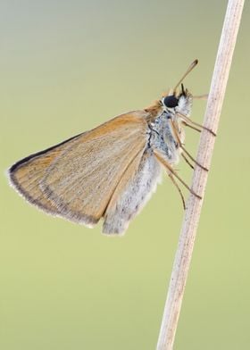 Brown Skipper Butterfly