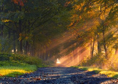 Autumn path in the rays of the autumn sun