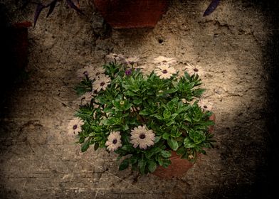 Potted Flowers on Weathered Wall