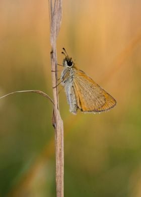 Butterfly on a Stem