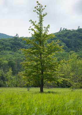 Lone Tree in Meadow