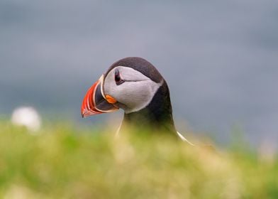 Puffin Portrait