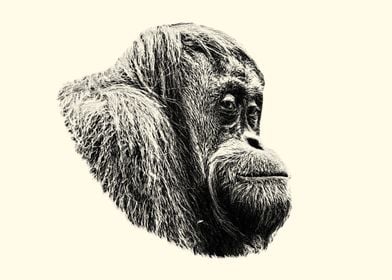 Orangutan Portrait