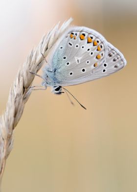 Blue Butterfly on Grass