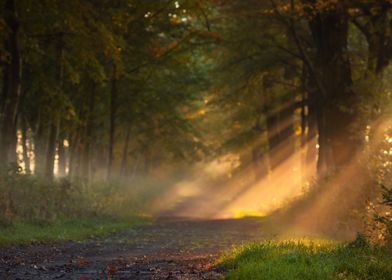 Sunbeams Through Foggy Forest