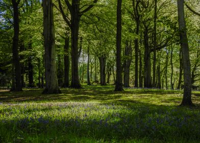 Sunlit Forest Glade