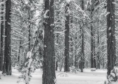 Snowy Forest