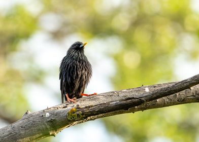 Blackbird on Branch