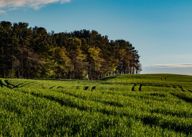 Green Field and Trees