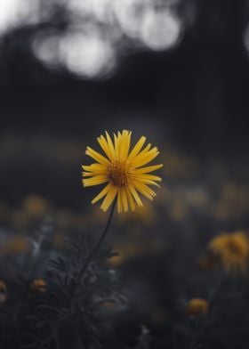 Single Yellow Wildflower