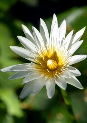 White Water Lily Close-Up