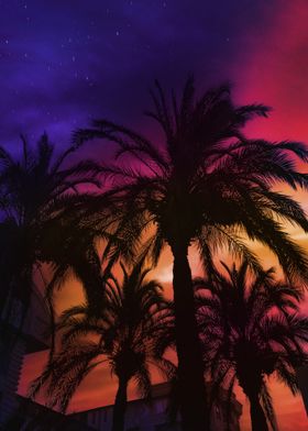 Palm Trees Silhouette Sunset