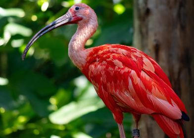 Scarlet Ibis Bird