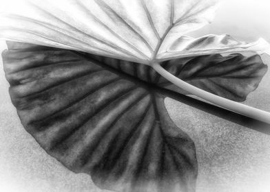 Black and White Leaf