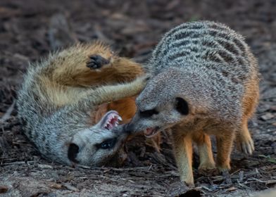 Meerkat Play Fight