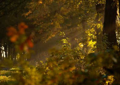 Golden Forest Sunlight