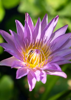 Pink Water Lily Close-Up