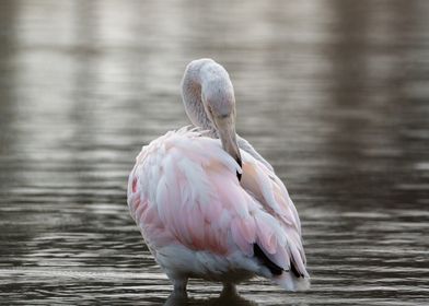 Pink Flamingo Preening