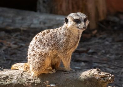 Meerkat on a Log