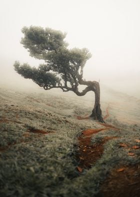 Fanal Forest Tree Madeira