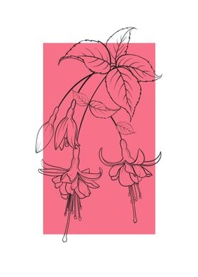 Fuchsia Flower Line Art