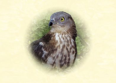 Honey Buzzard