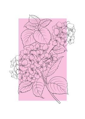 Hydrangea Line Art