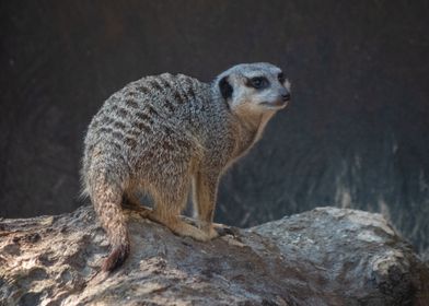 Meerkat on Rock