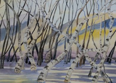 Birch Trees in Winter