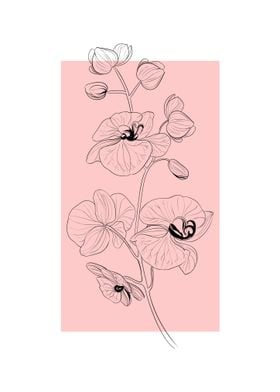 Orchid Line Art