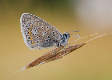 Dew-Covered Butterfly