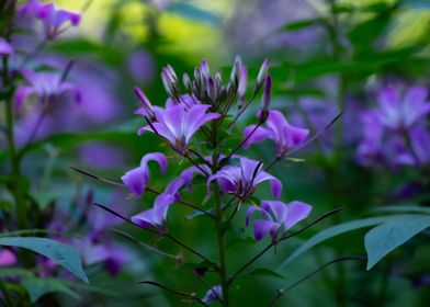 Purple Flowers in Bloom